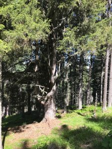 wanderung kuehati feldringalm